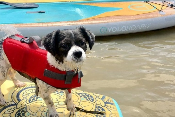 Dog riding on a stand up paddle board