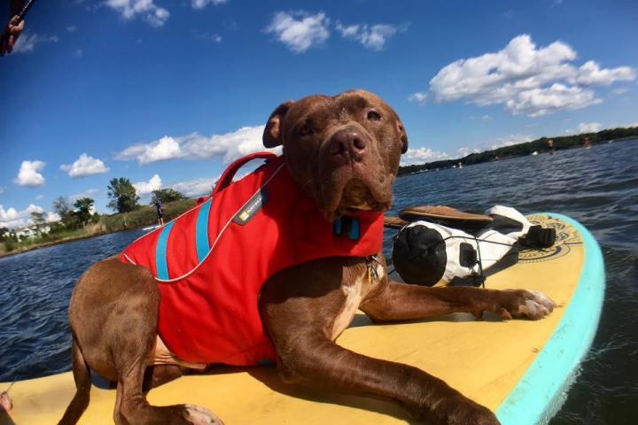 Stand up paddle boarding with dog in baltimore