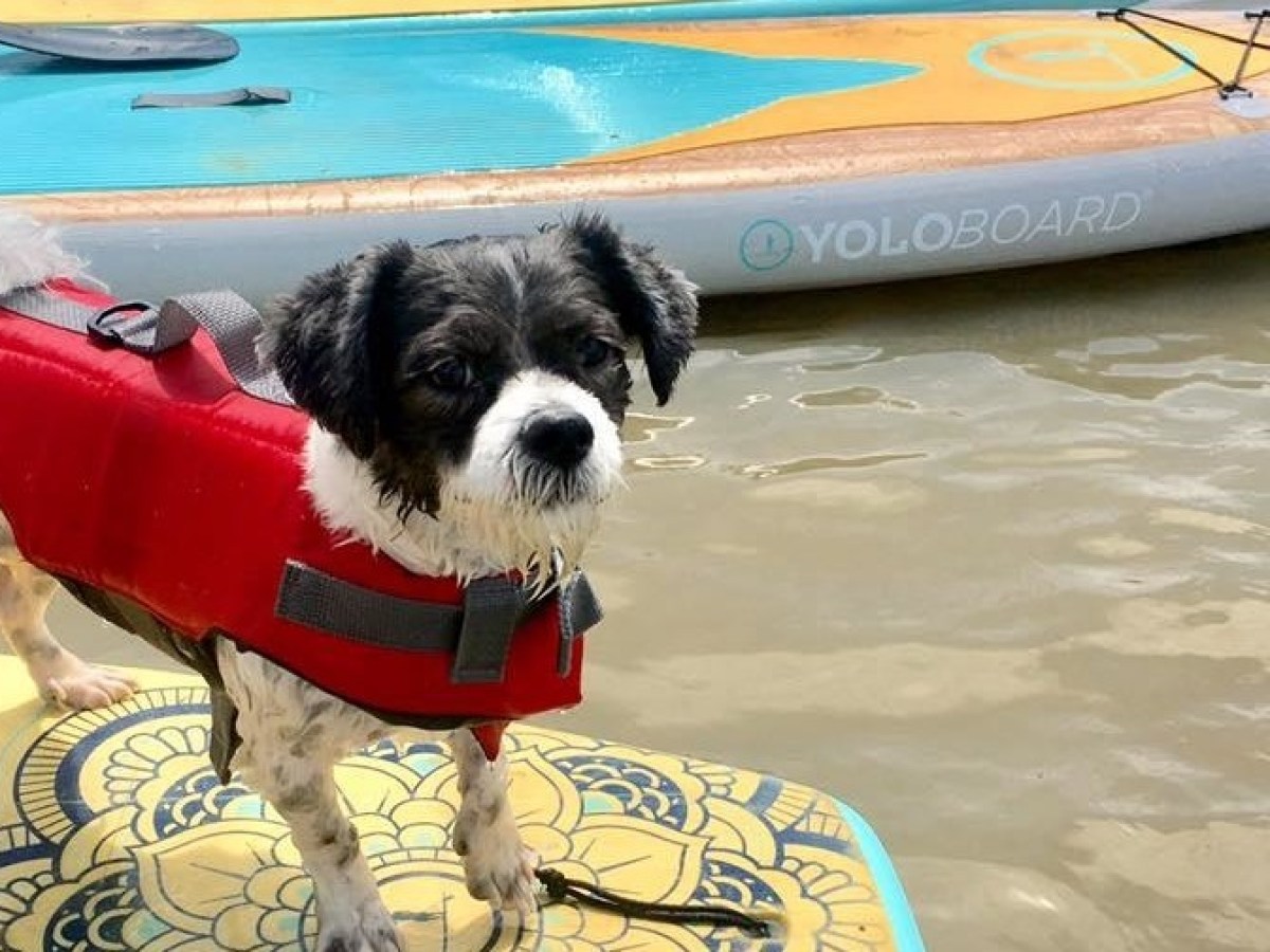a dog sitting in the water