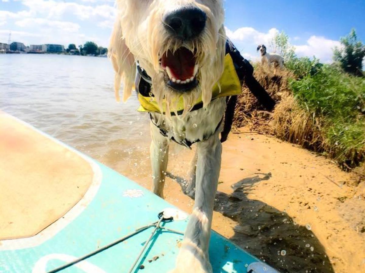 a dog sitting on a boat in the water