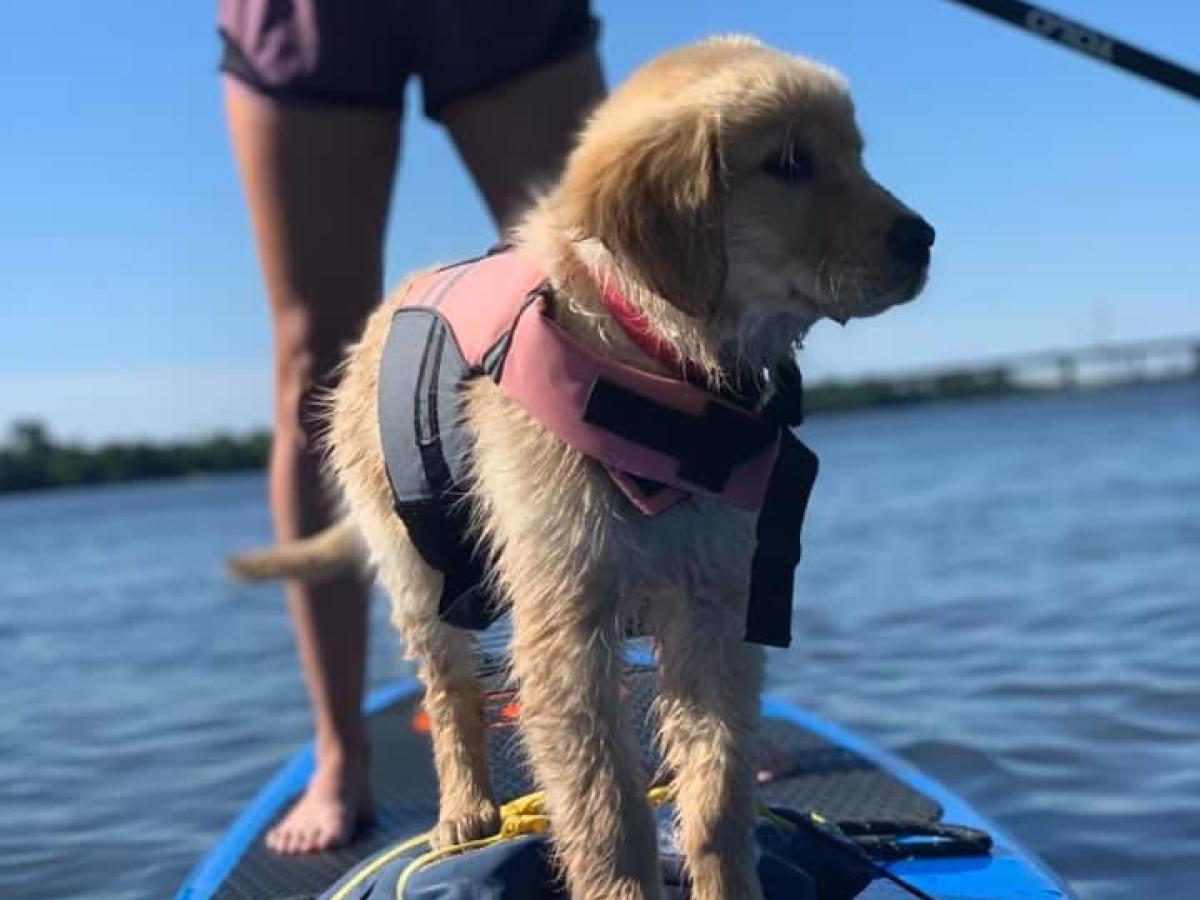 a dog standing on a boat in the water