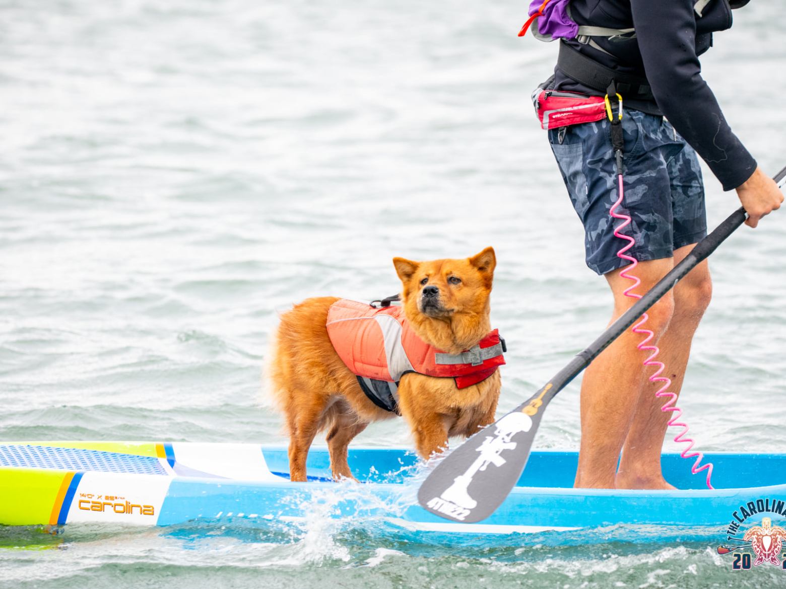a dog riding in the water